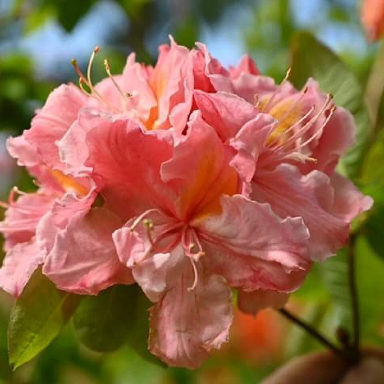 Berryrose